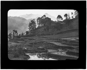 Paddy field