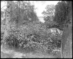 Rhododendron planting