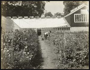 Paul Bobulla, a student of agriculture at the Jamaica Plain High School doing practical project work in a Greenhouse in West Medford