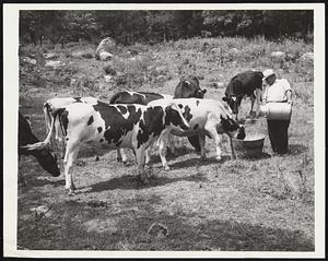 New Jersey Dairyman Face Great Loss As Drought Persists. New Jersey -- Thomas C. Sanderson, a director of the Sussex Cooperative Milk Producers Association, and a dairy farmer of Vernon Township in New Jersey, is pictured yesterday as he gave water brought from a well to his cows. The scene is typical of many throughout Sussex and Morris Counties where dairy farmers are facing a great economic loss because of the drought that has gripped the area. A survey has shown that conditions have become more serious with fodder and water for cows growing low, resulting in the reduction of produce. It is expected that the prices of dairy products as well as all the other produce of the area will go up in view of the drought.