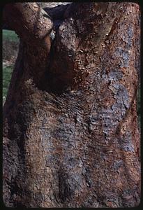 Tree trunk