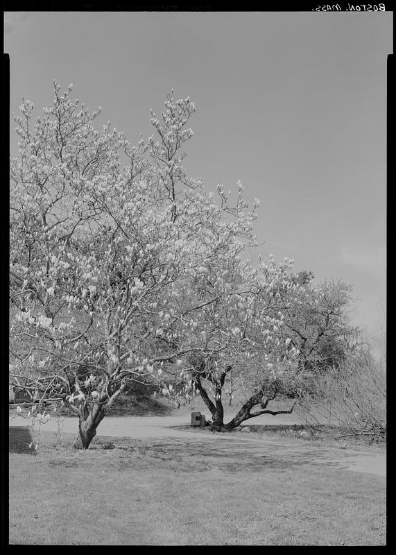 Arnold Arboretum, Boston