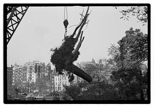 Tree removal