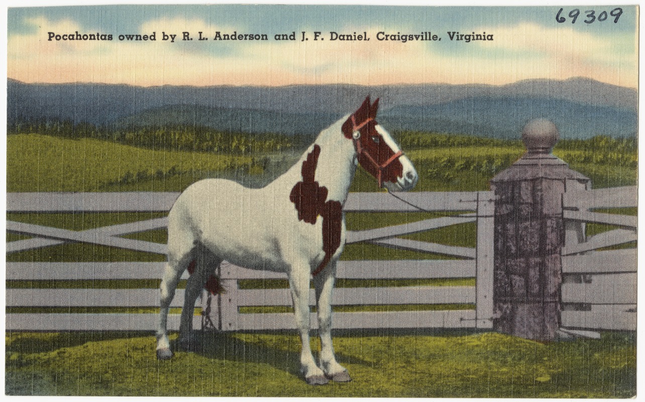 Pocahontas owned by R. L. Anderson and J. F. Daniel, Craigsville, Virginia