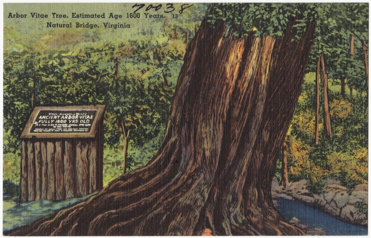 Arbor Vitae Tree, estimated age 1600 years, Natural Bridge, Virginia