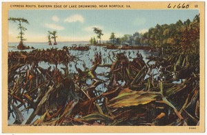 Cypress Roots, eastern edge of Lake Drummond, near Norfolk, VA.