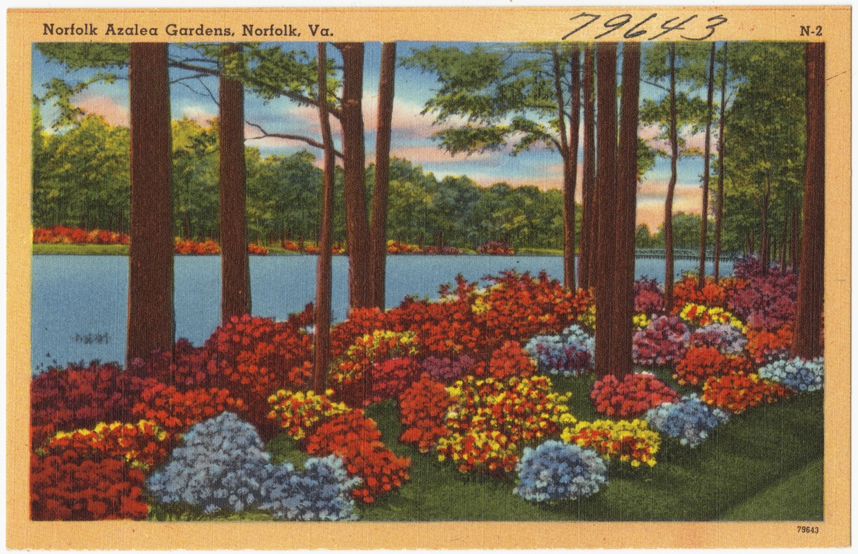Norfolk Azalea Gardens, Norfolk, Va.