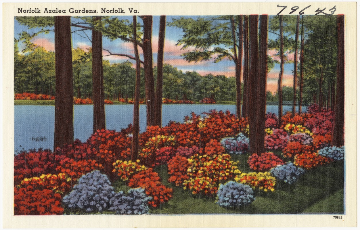 Norfolk Azalea Gardens, Norfolk, Va. Digital Commonwealth
