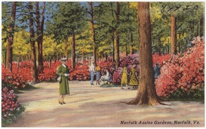 Norfolk Azalea Gardens, Norfolk, Va.