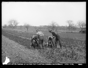 Wachusett Reservoir, taking up white pines for planting crews, Lamson Nursery, Boylston, Mass., Apr. 11, 1903