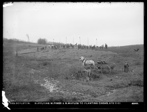 Wachusett Reservoir, supplying white pines and sugar maples to planting crews, Boylston, Mass., Apr. 6, 1903