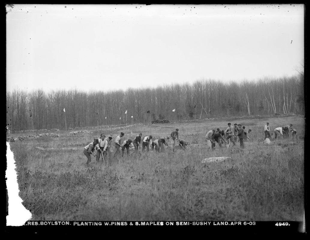 Wachusett Reservoir, planting white pines and sugar maples on semi-bushy land, Boylston, Mass., Apr. 6, 1903