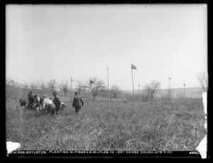 Wachusett Reservoir, planting white pines and sugar maples in very dense brush, Boylston, Mass., Apr. 11, 1903