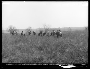 Wachusett Reservoir, planting white pines and sugar maples in very dense brush, Boylston, Mass., Apr. 11, 1903