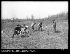 Wachusett Reservoir, planting white pines and sugar maples, filling in odd corners with small crews, Boylston, Mass., Apr. 11, 1903