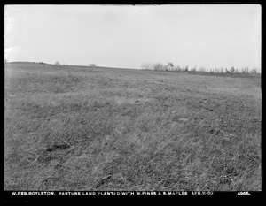 Wachusett Reservoir, pasture land planted with white pines and sugar maples, Boylston, Mass., Apr. 11, 1903