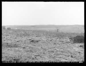 Wachusett Reservoir, semi-brushy pasture land planted with white pines and sugar maples, Boylston, Mass., Apr. 11, 1903