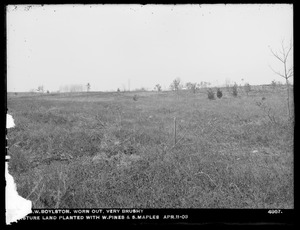 Wachusett Reservoir, worn-out, very brushy pasture land planted with white pines and sugar maples, Boylston, Mass., Apr. 11, 1903