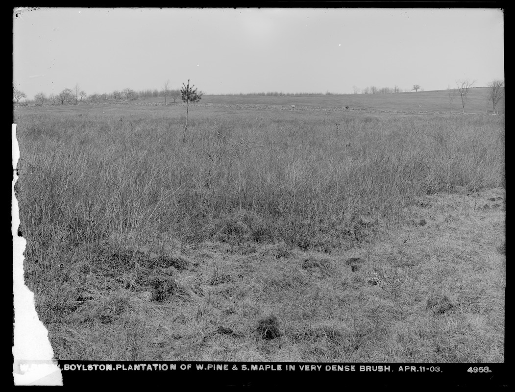 Wachusett Reservoir, plantation of white pines and sugar maples in very dense brush, Boylston, Mass., Apr. 11, 1903
