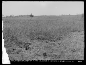 Wachusett Reservoir, plantation of white pines and sugar maples in very dense brush, Boylston, Mass., Apr. 11, 1903