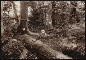 Distribution Department, Low Service Spot Pond Reservoir, verso, "from pile of logs; elevation of camera = 5.5 feet; shows a growth of splendid trees; these trees have a poor backing of tall pine and black birch", Stoneham, Mass., Jul. 1898