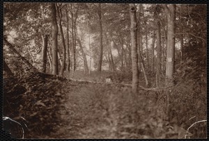 Distribution Department, Low Service Spot Pond Reservoir, verso, "from top of dyke; the figure '2' is resting on the ground in the middle of the dyke; elevation of camera is 4.5 feet; shows the fine interior trees and the excellent thatch growing on the dyke", Stoneham, Mass., Jul. 1898