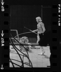 Gunther Gebel-Williams in circus ring taming a tiger