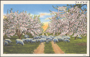 Sheep grazing by flowering cherry trees