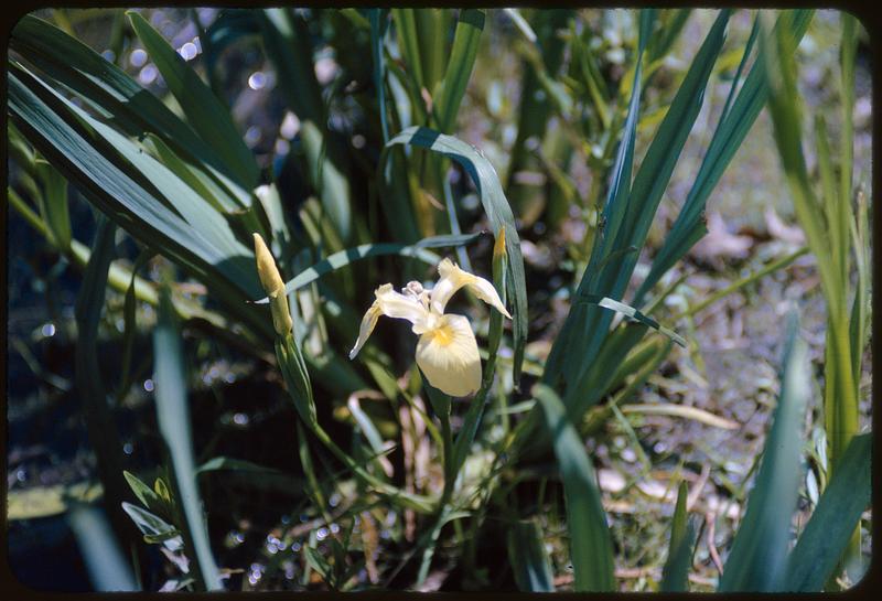 Yellow iris