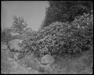 Rhododendrons