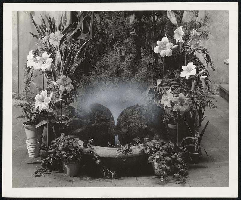 The Fountain in Il Cortile, the home of Mrs. George Lee in Chestnut street, Boston, surrounded by Mrs. Follen Cabot's Rice Fiber Amaryllis lilies at the recent exhibition of Mrs. Cabot's flowers.