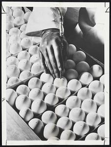 Inoculated Eggs--Using a dentists drill a technician at Lederle Laboratories in Pearl River, N.Y., makes hole for injecting Asian Flu virus. Virus grows quickly in eggs and later is killed and used in vaccine to protect against the disease.