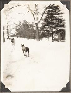 A Boston terrier stands in the snow looking at another dog