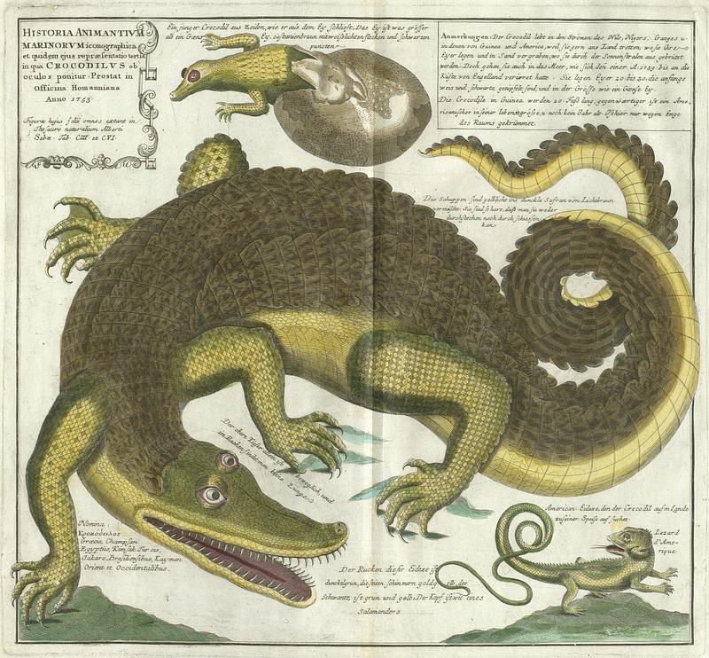 Historia Animantivm Marinorvm iconographica et quidem ejus repræsentatio tertia in qua Crocodilvs ob oculos ponitur