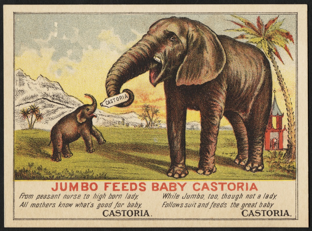 Jumbo feeds baby Castoria