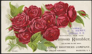 Wonderful new rose - Crimson Rambler. 300 blooms in one shoot.