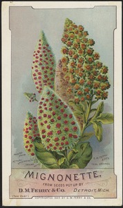 Mignonette, from seeds put up by D. M. Ferry & Co., Detroit, Mich.
