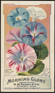 Morning glory, from seeds put up by D. M. Ferry & Co., Detroit, Mich.