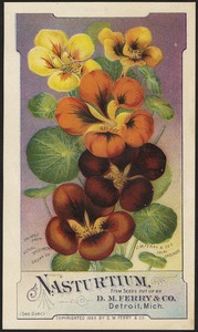 Nasturtium,  from seeds put up by D. M. Ferry & Co., Detroit, Mich.
