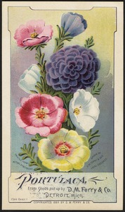 Portulaca,  from seeds put up by D. M. Ferry & Co., Detroit, Mich.