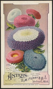 Asters,  from seeds put up by D. M. Ferry & Co., Detroit, Mich.