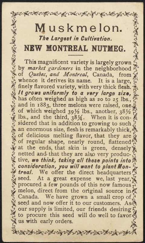 Muskmelon, the largest in cultivation - new Montreal Nutmeg. This variety found only in Rice's box of choice vegetables.