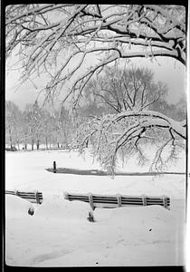 Maude & John Public Garden snow pictures