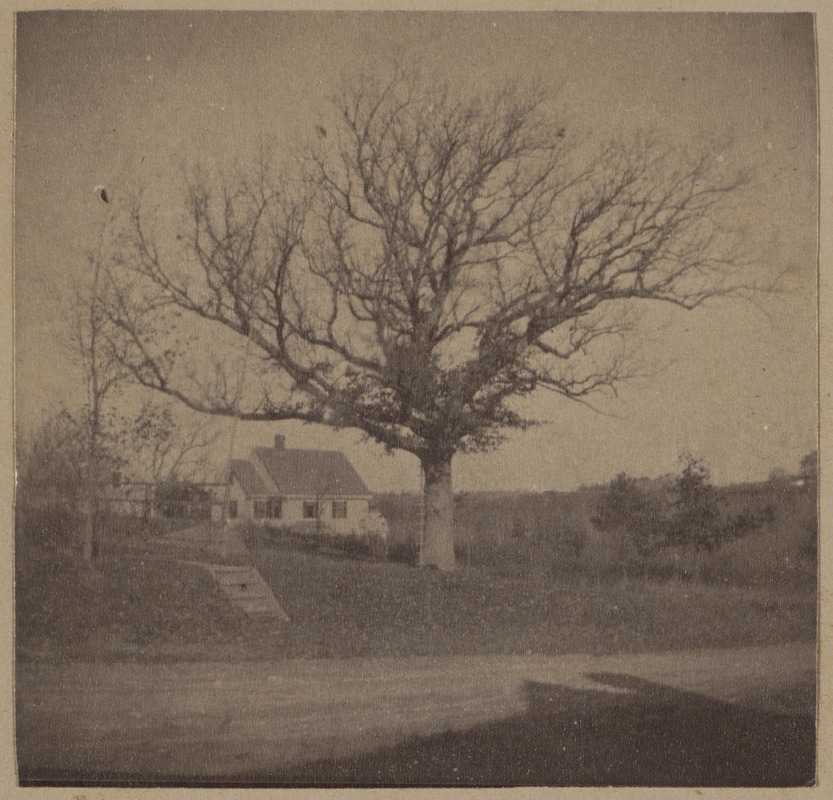 West Roxbury, Theodore Parker's favorite oak