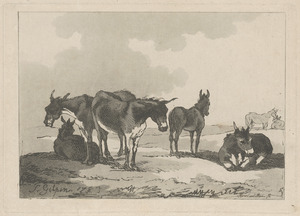 A group of five donkeys, three standing and two lying