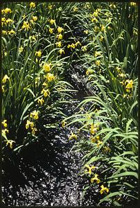 Stream feeder to Charles River at Audubon Soc. Res., Natick off Rt. 16