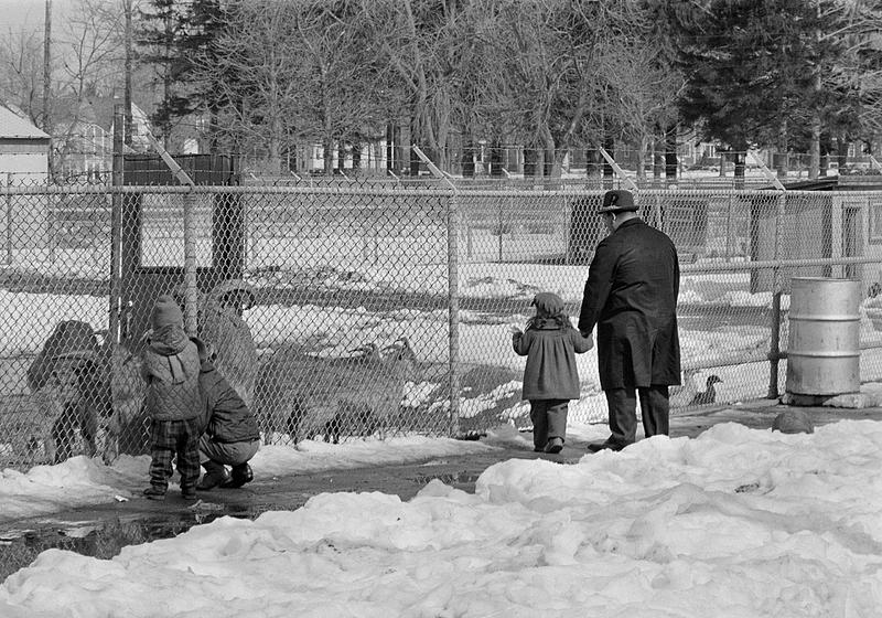 Buttonwood park zoo new bedford digital commonwealth