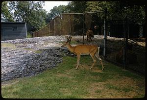 Deer, Franklin Park