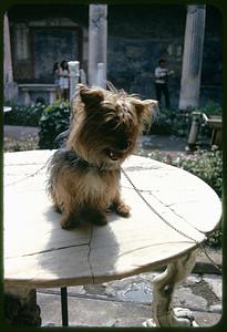 Dog on table, House of the Vettii, Pompeii, Italy