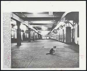 Lonesome Stray in Strikebound Subway - This stray cat was all by its lonesome inside the Grand Central station of New York's strikebound subway system as the transit tieup entered its fourth day today. This view was taken in the tunnel at East 42nd Street in Manhattan leading to shuttle train that travels to Times Square station.